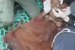 Induk dan Dua Anak Orangutan yang Terdampak karhutla Dievakuasi dari Kebun Warga di Ketapang
