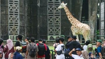 Anggota DPRD DKI Usul Tiket Ragunan Zoo Naik Jadi Maksimal Rp 10 Ribu