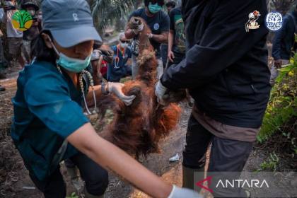 Sebelum mati, Orangutan Sempurna ditemukan kritis di kebun sawit