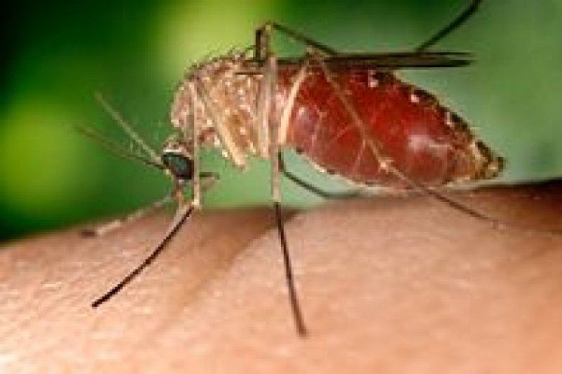 Sembilan kasus infeksi virus West Nile terkonfirmasi di Belanda