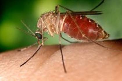 Sembilan kasus infeksi virus West Nile terkonfirmasi di Belanda