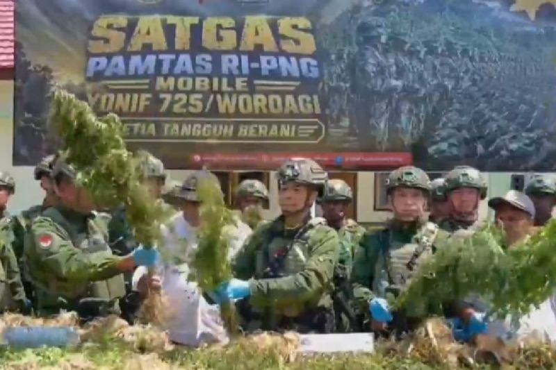 Satgas Yonif 725 temukan 21.400 batang ganja di Yahukimo