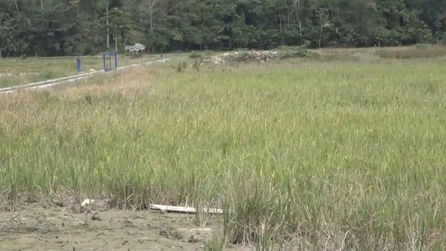 Daftar 11 Daerah di Sulawesi Tenggara Darurat Kekeringan, Sawah Terdampak Jadi 3.041,55 Hektare