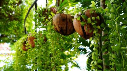 7 Manfaat Batok Kelapa untuk Berkebun, Apa Saja Itu?