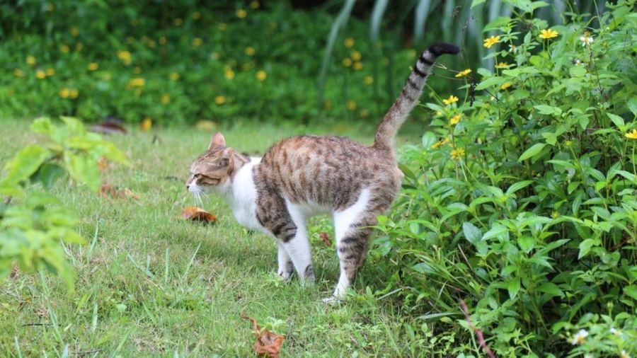 5 Tanaman Ini Ampuh Cegah Kucing Liar BAB di Halaman Rumah