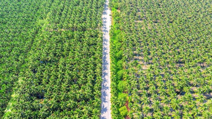Bos Triputra Agro (TAPG) Jual 850 Ribu Saham di Harga Rp2.010