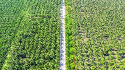 Bos Triputra Agro (TAPG) Jual 850 Ribu Saham di Harga Rp2.010