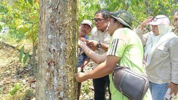 Mentan Turunkan Tim Ahli Tangani Kaji Gejala Bangkalan Durian Sulteng