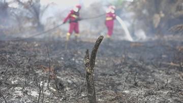 BRIN Uji Tepung Singkong untuk Padamkan Karhutla Skala Besar