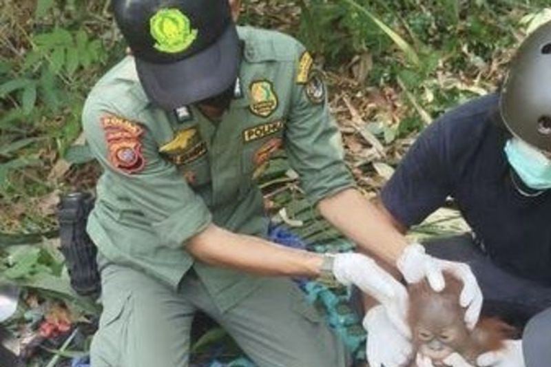 Kemenhut translokasi tiga orang utan Kalbar mitigasi dampak kemarau