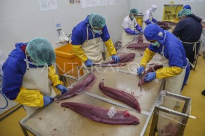 KKP tingkatkan kompetensi pekerja untuk jaga mutu ikan tuna