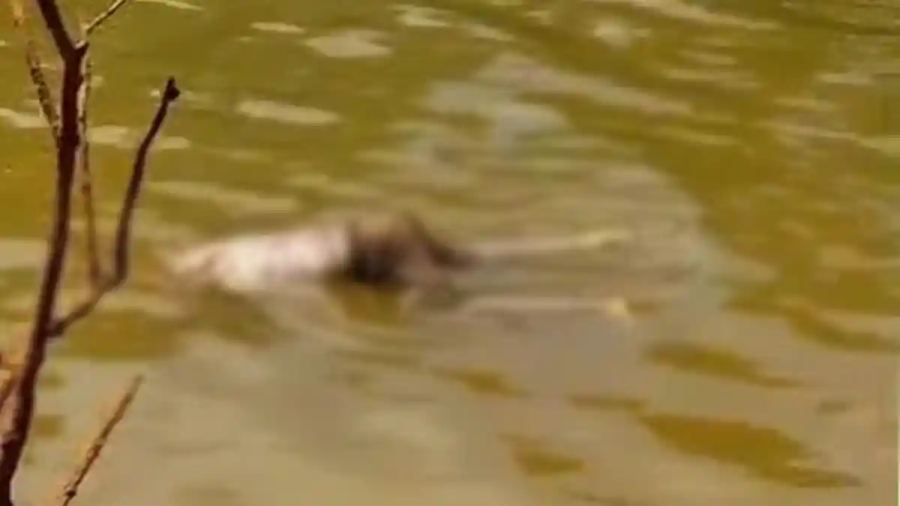 BREAKING NEWS Ditemukan Jasad Mengapung Tanpa Kepala dan Lengan di Sungai Oheo Konawe Utara