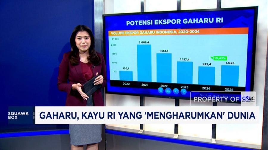 Video: Gaharu, Kayu RI yang 'Mengharumkan' Dunia
