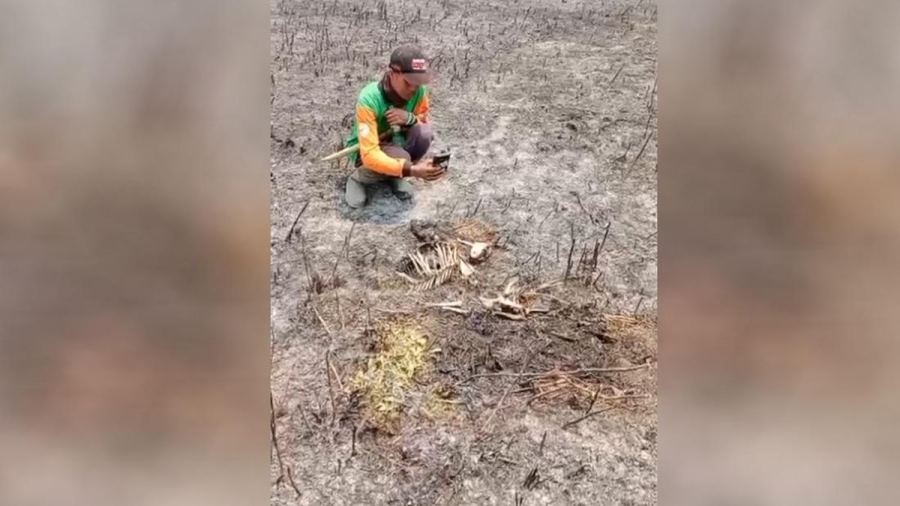 Kijang Mati Terbakar Imbas Karhutla Semeru, Macan Tutul Bermigrasi