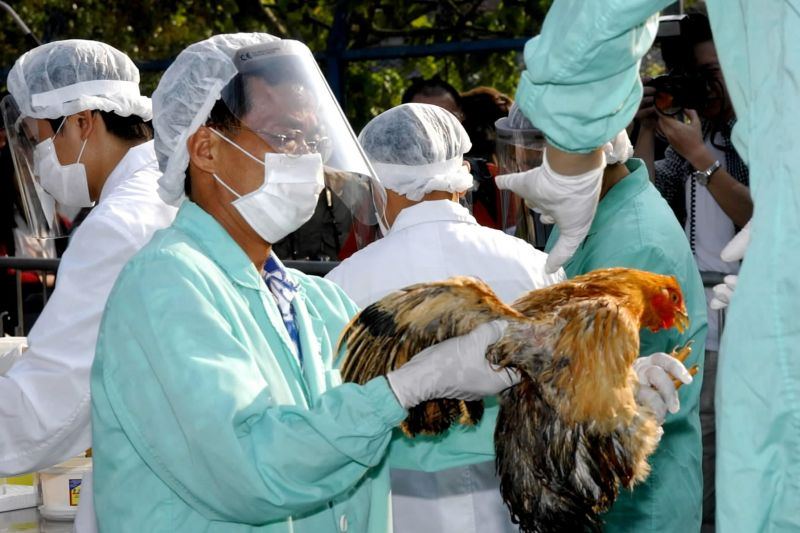 Hong Kong tangguhkan impor produk unggas dari sejumlah wilayah