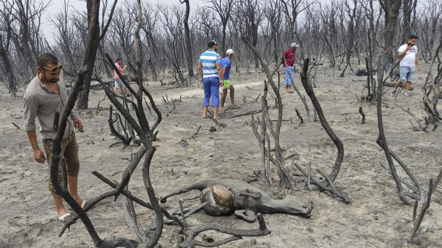 Presiden Aljazair Perintahkan Hukuman Mati bagi Pelaku Pembakaran Hutan
