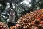 Hilirisasi Sawit, Kelapa, dan Kakao Jadi Jalan Indonesia Naik Kelas di Pasar Global