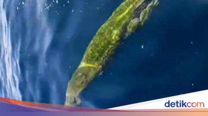 Teror Buaya di Perairan Kadatua Buton Selatan Bikin Warga Resah