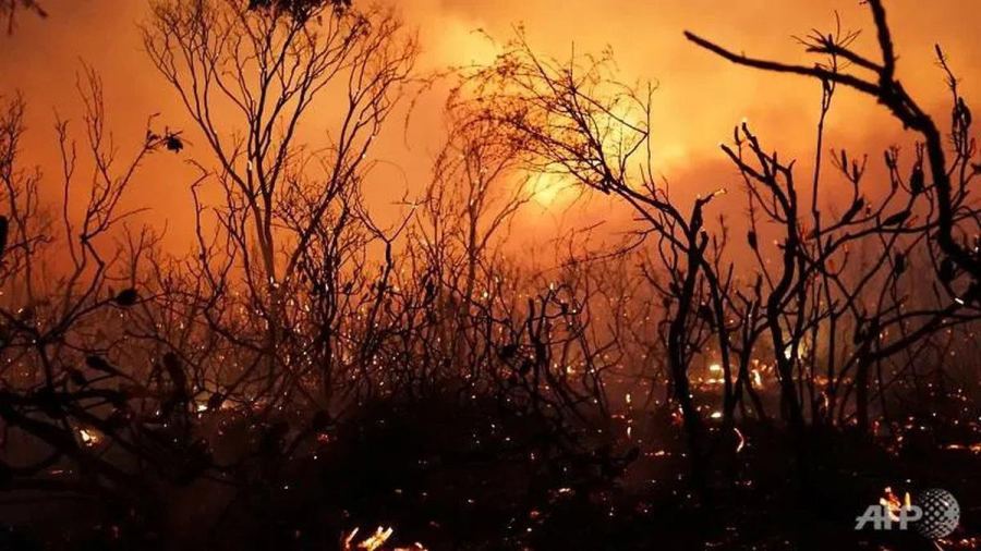 Inilah 10 Kebakaran Hutan Terbesar Sepanjang Sejarah di Dunia