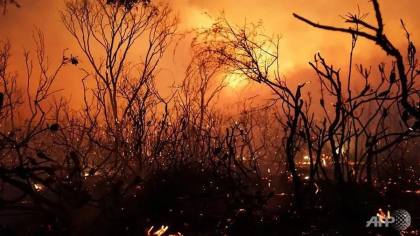 Inilah 10 Kebakaran Hutan Terbesar Sepanjang Sejarah di Dunia