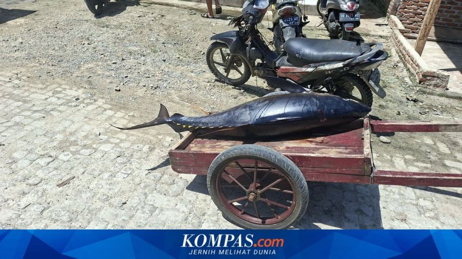 Jaga Kualitas Ikan Tuna, KKP Tingkatkan Kompetensi Pengolah