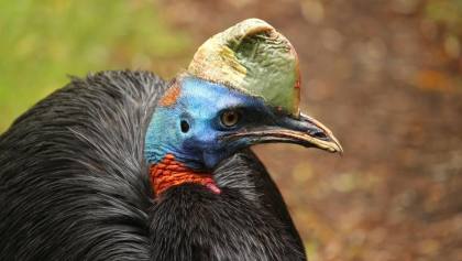 Pedagang Mie Ditangkap Gara-Gara COD Burung, Terancam Penjara 15 Tahun