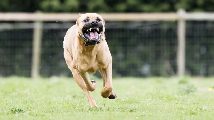 Pitbull Serang Anak di Bandung hingga Robek Kepala dan Telinga