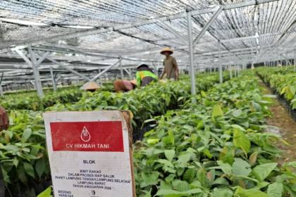 Mentan sebut bantuan bibit perkebunan di Lampung capai 30 ribu hektare
