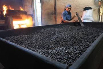 Mengintip Produksi dan Pengolahan Biji Kopi Secara Tradisional