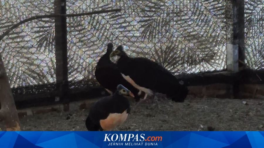 Kisah Mustar Merajut Toga Anak dengan Menjaga Maleo, Si Burung Langka