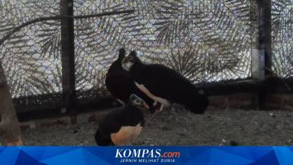 Kisah Mustar Merajut Toga Anak dengan Menjaga Maleo, Si Burung Langka