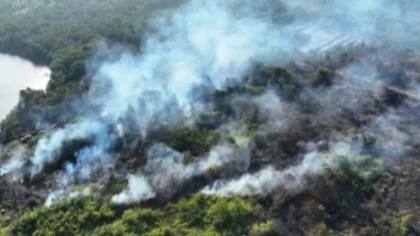 Polisi Temukan Bukti 35 Korek Api, Bensin hingga Bibit Sawit, Hutan di Kalimantan Sengaja Dibakar?