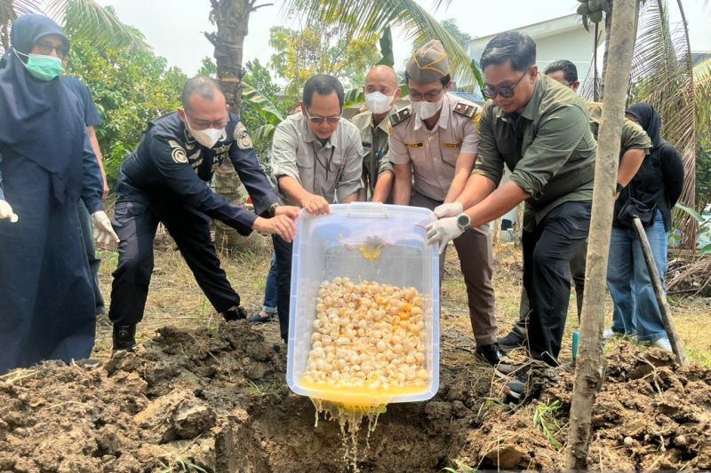 1.190 telur penyu infertil hasil temuan di Sambas dimusnahkan 