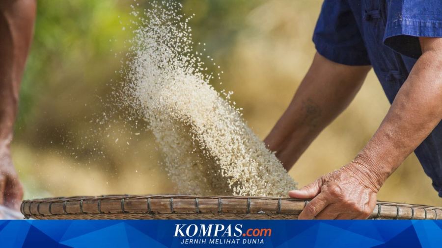 Produksi Beras Indonesia Turun 1 Persen pada Juli 2026