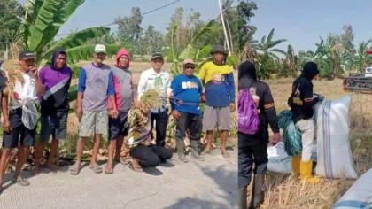 2.193 Titik Bor Listrik Masuk Sawah di Sidrap, Petani Tetap Panen 5-11 Ton per Hektare