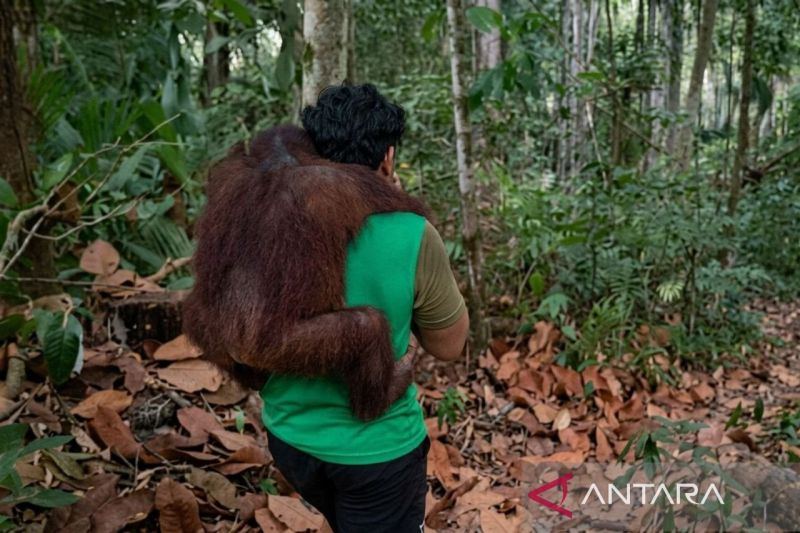 BKSDA evakuasi 11 orang utan dari ancaman karhutla Samboja