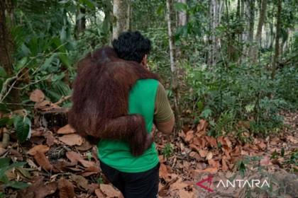 BKSDA evakuasi 11 orang utan dari ancaman karhutla Samboja